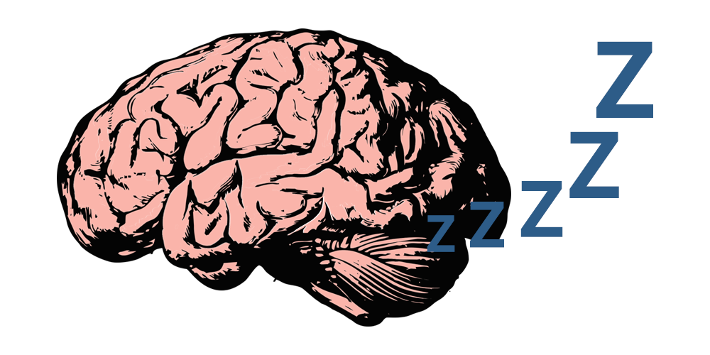 Spánek a mozek