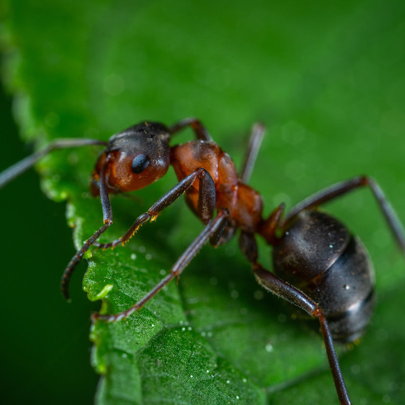 Mravenčí ukolébavka